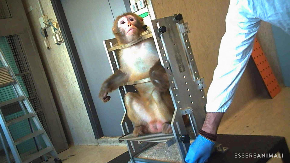 macaco in sperimentazione animale in università italiana
